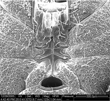 Media type: image;   Invertebrate Zoology 134654